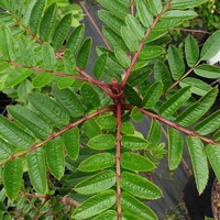 Sorbus aff. rehderiana KR5886